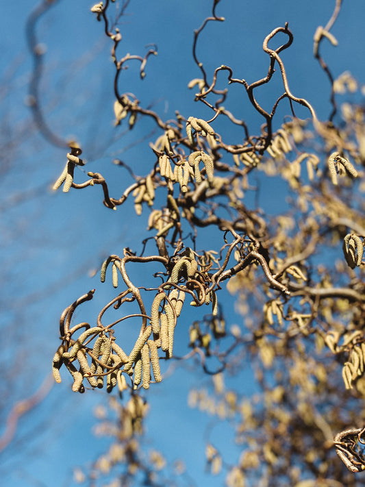 Natürliche Hilfe bei Pollenallergie